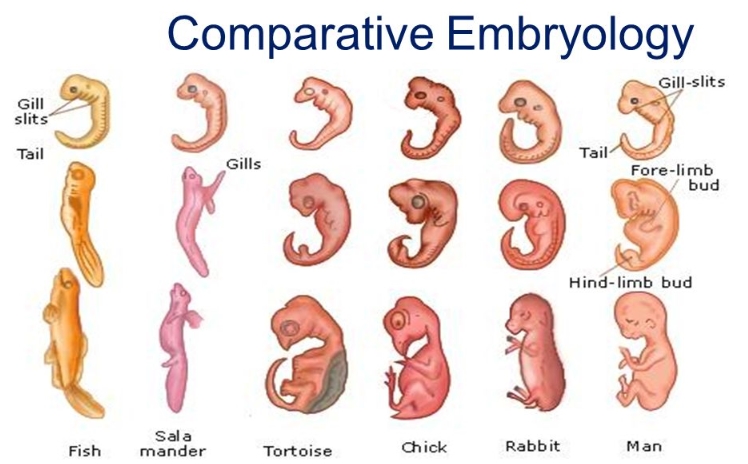 Comparative Embryology