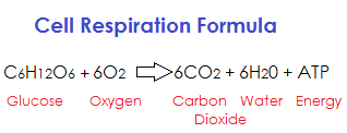 respiration formula