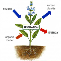 respiration of plants