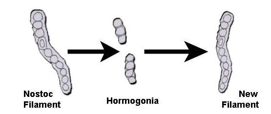 hormogonia