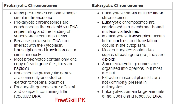Prokaryotic vs Eukaryotic
