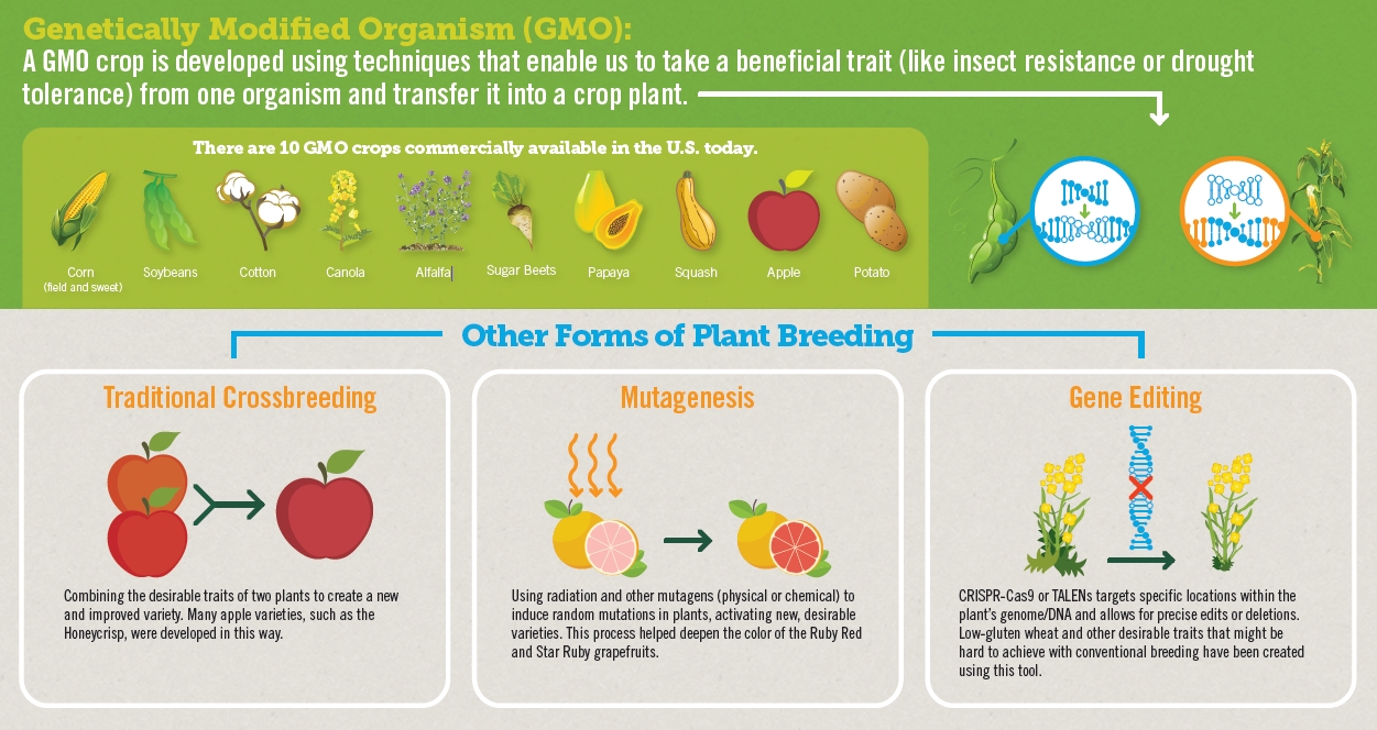 genetically modified organism examples