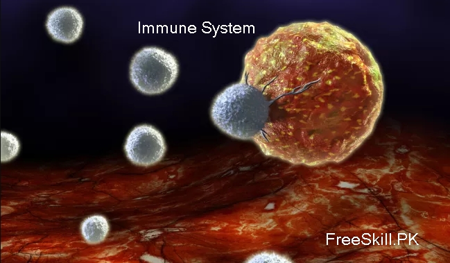  immune system