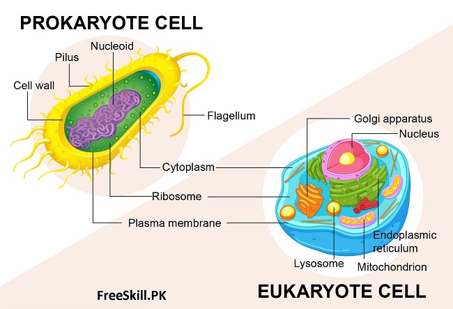 Prokaryotic Cells Vs Eukaryotic Cells